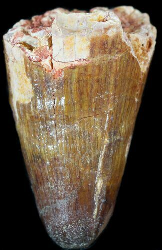 Cretaceous Fossil Crocodile Tooth - Morocco #50273